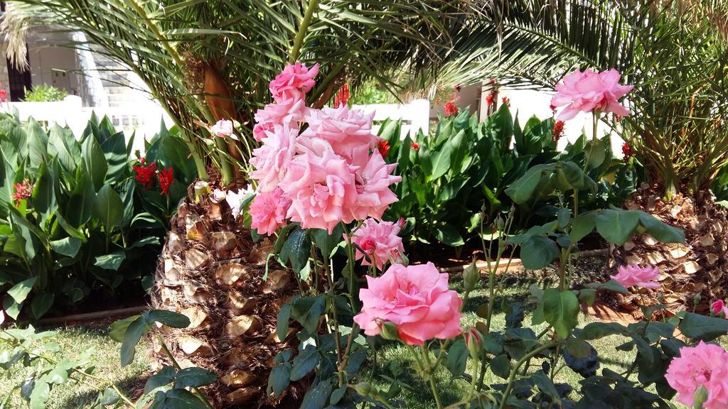 Apartments Vila Ana Vir Dış mekan fotoğraf